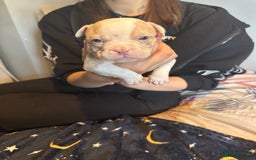 American Bully dogs for sale: ABKC REGISTERED Pocket Exotic/Extreme Bully PUPS! - Image 26