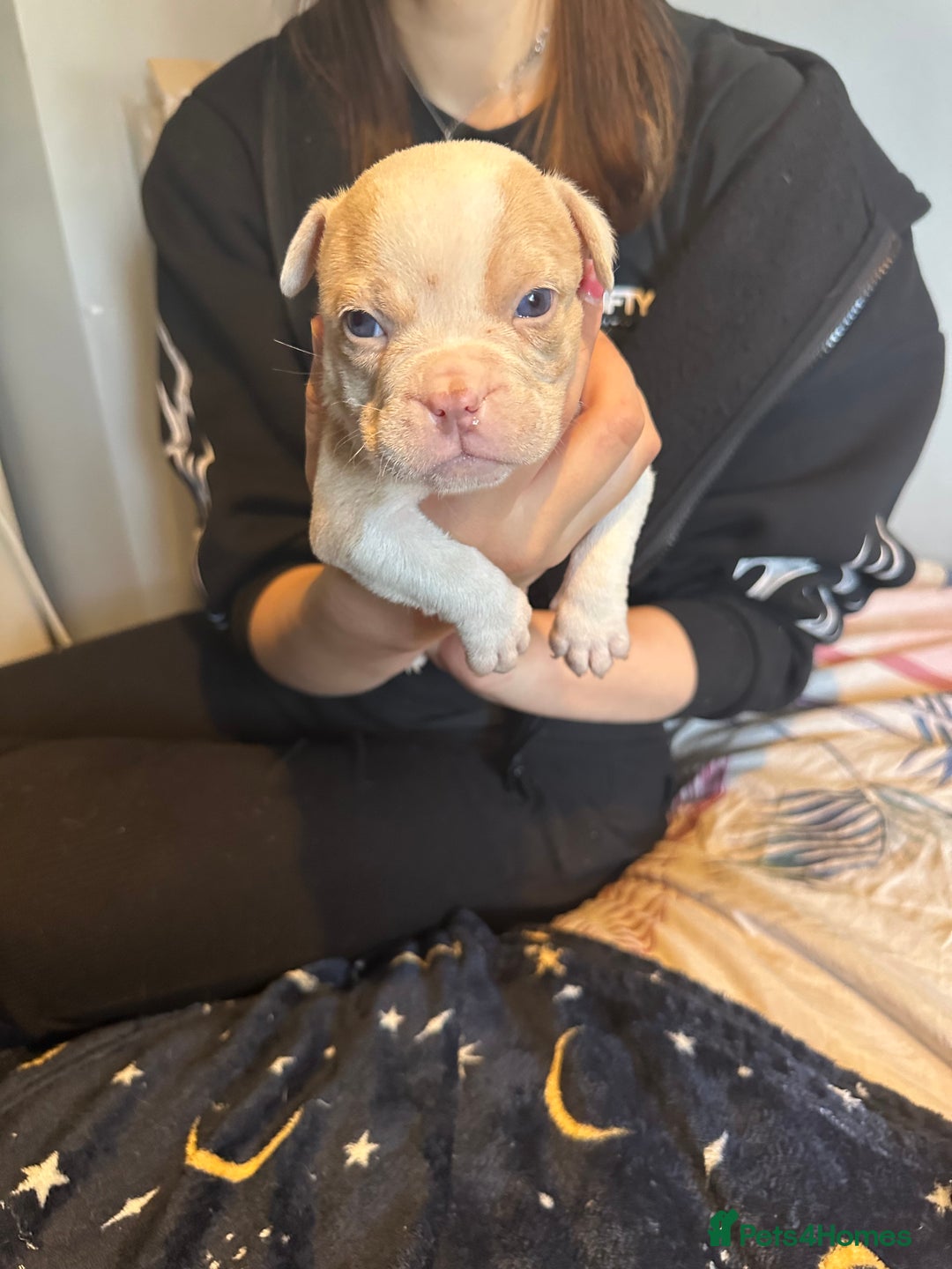 American Bully dogs for sale: ABKC REGISTERED Pocket Exotic/Extreme Bully PUPS! - Image 26
