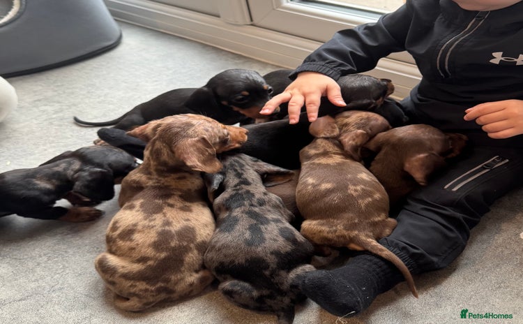Miniature Dachshund dogs - Advert 2