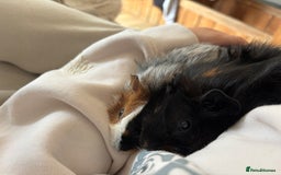 Guinea Pig rodents for sale: 2 male guinea pigs  - Image 2