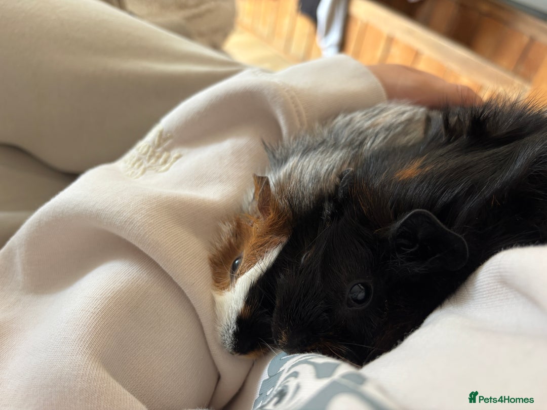 Guinea Pig rodents for sale: 2 male guinea pigs  - Image 2