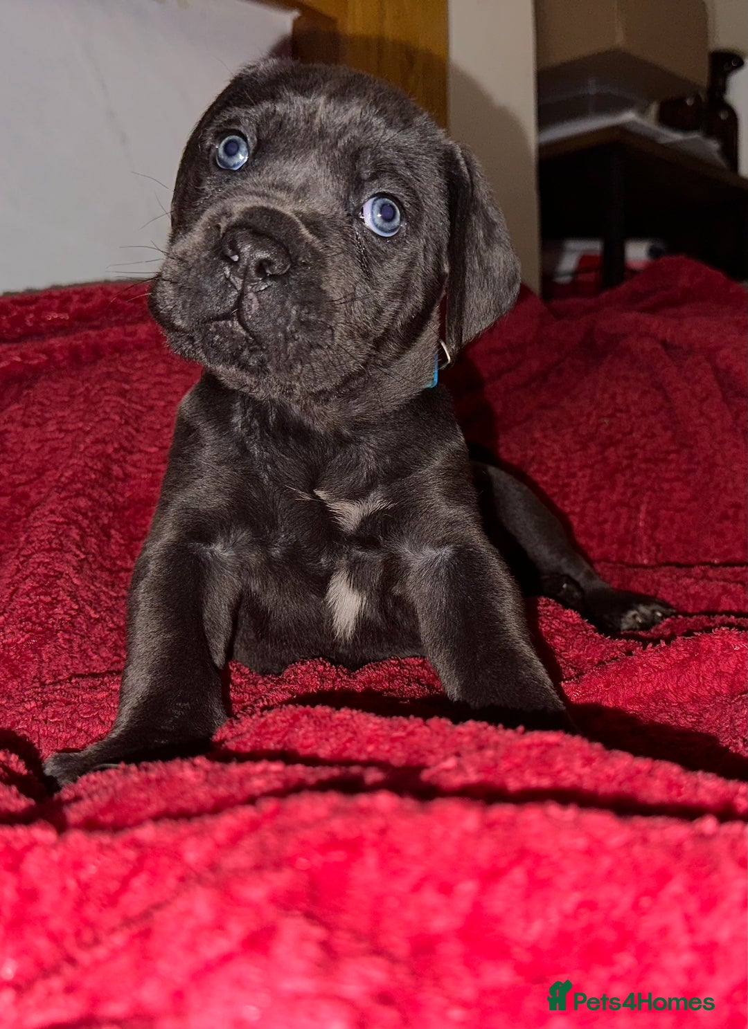 Cane Corso dogs for sale: Full bloodline Cane Corso Italiano FCI - Advert 16