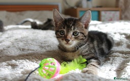 Bengal cats for sale: Adorable, affectionate, so cute kittens for sale!! - Image 24