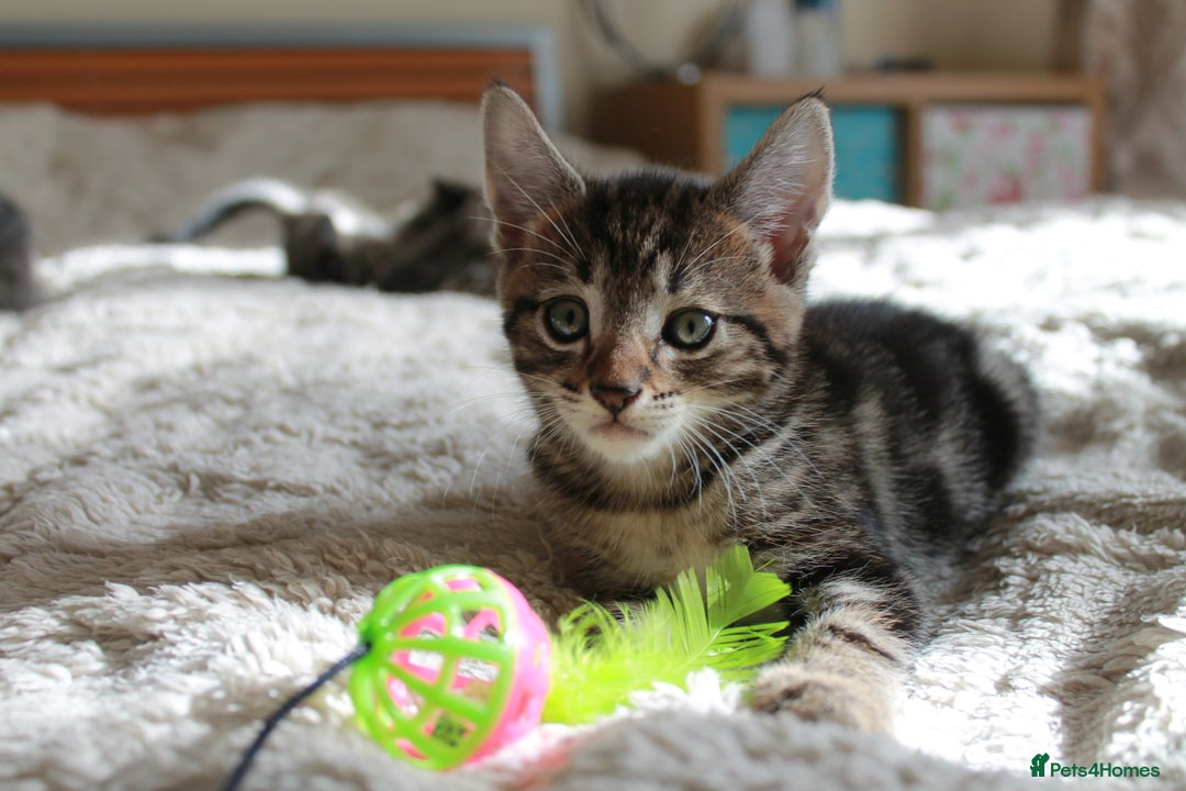 Bengal cats for sale: Adorable, affectionate, so cute kittens for sale!! - Image 24