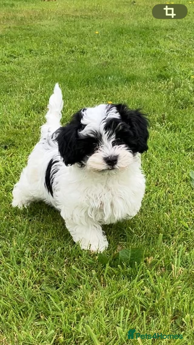 Mixed Breed dogs Havanese mix puppies - Advert 13