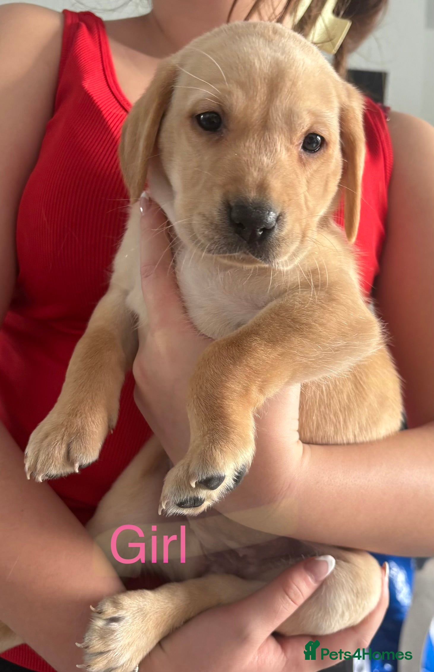 Labrador Retriever dogs Kc registered Labrador puppies - Advert 1