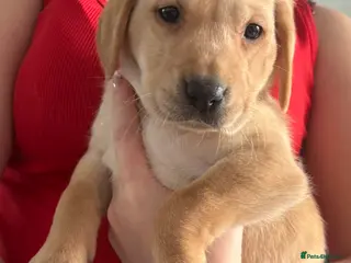 Labrador Retriever dogs Kc registered Labrador puppies - Advert 1