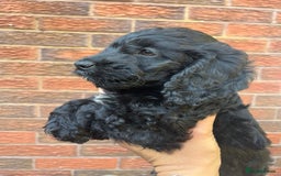 Cockapoo dogs for sale: ❤️silky show type cockapoos❤️ - Image 6