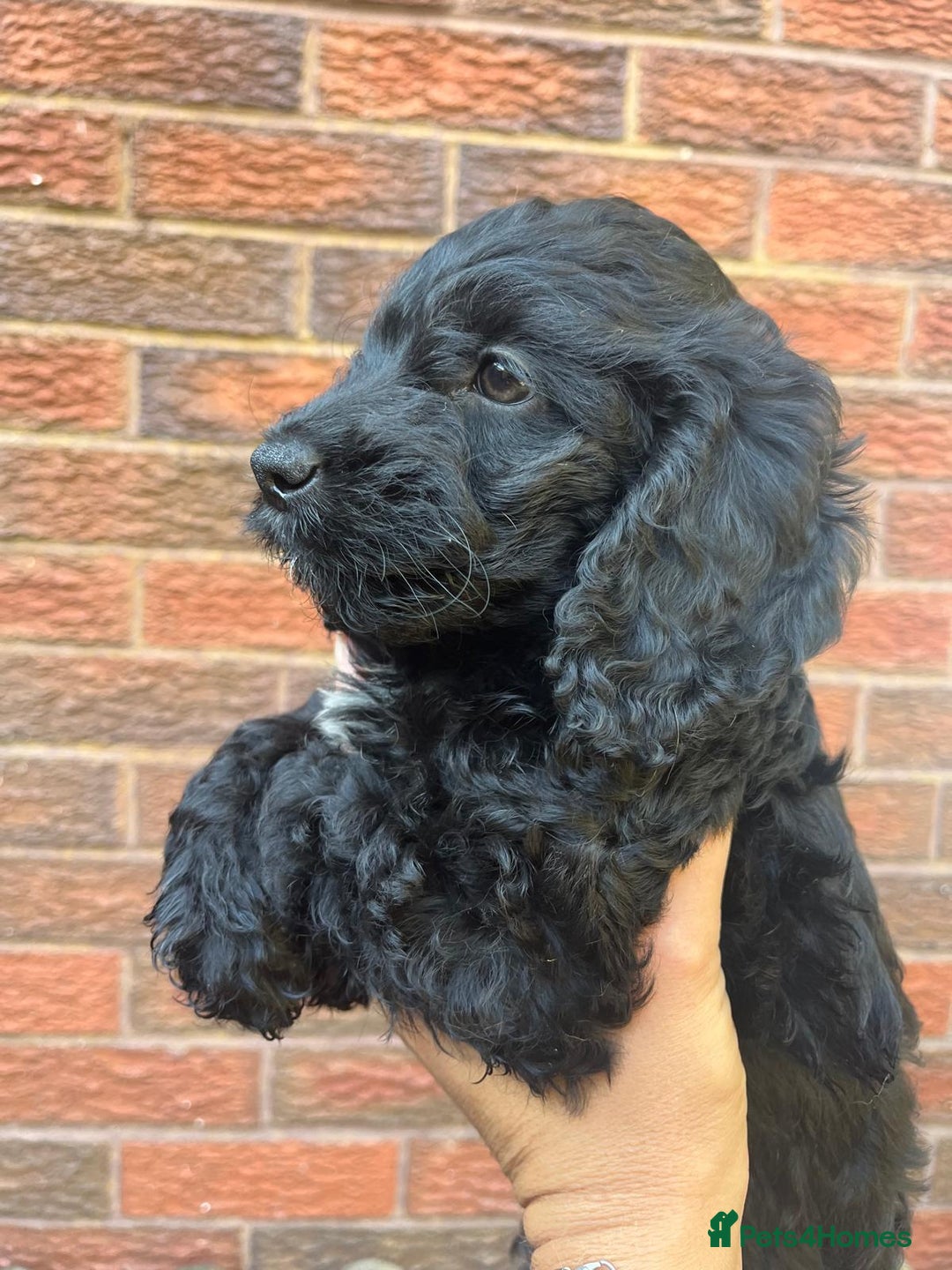 Cockapoo dogs for sale: ❤️silky show type cockapoos❤️ - Image 6