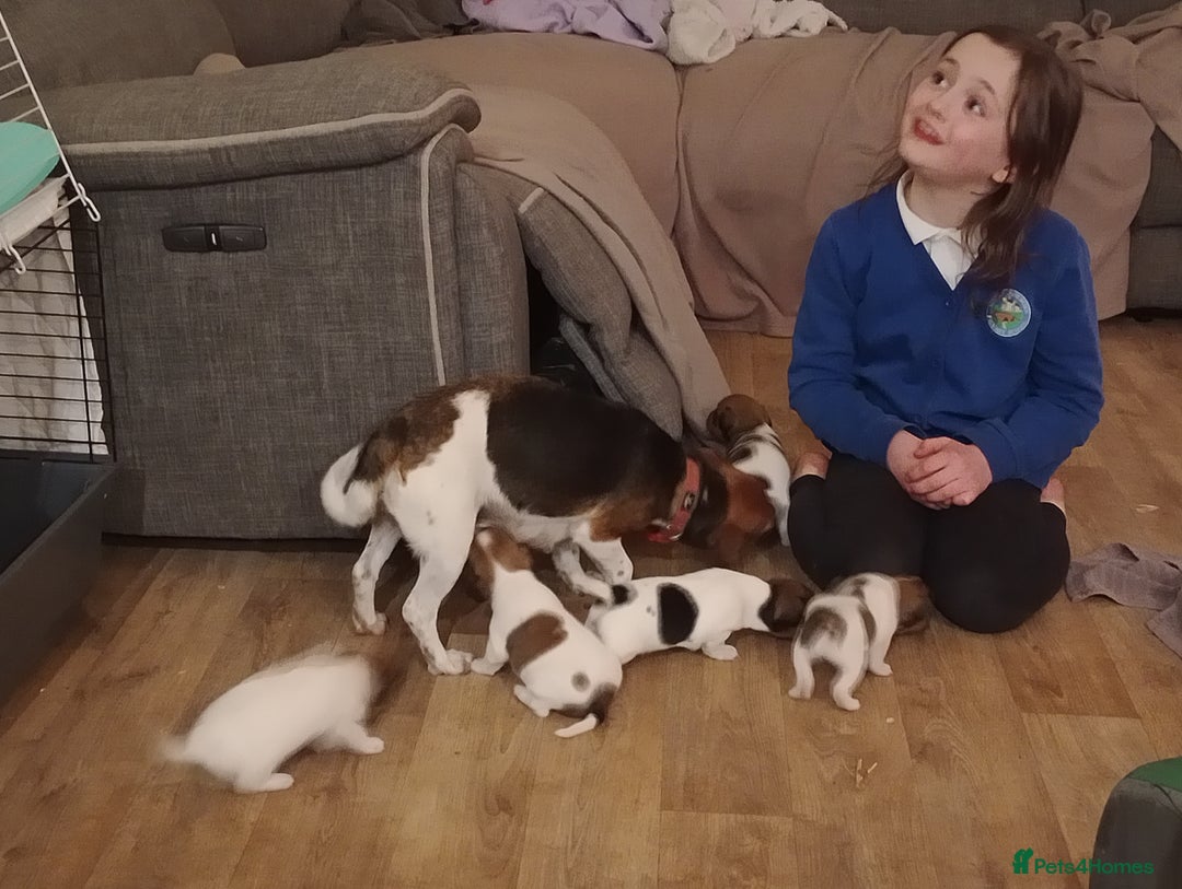Jack Russell dogs for sale: Pick of the litter. Jack Russell girl - Advert 20