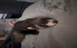 Ferret rodents for sale: 3 ferrets they are not 55 either  - Image 4