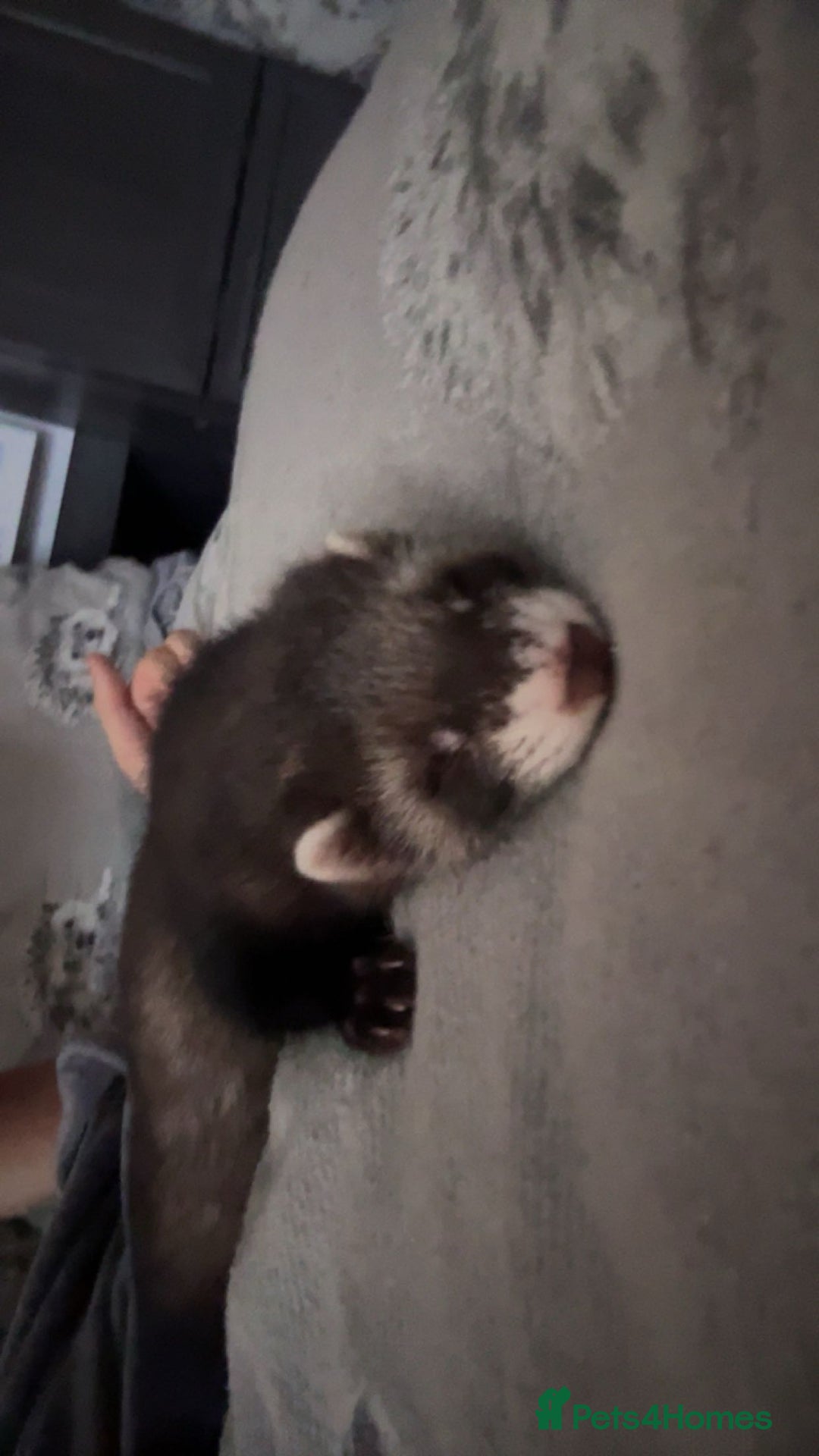 Ferret rodents for sale: 3 ferrets they are not 55 either  - Image 4