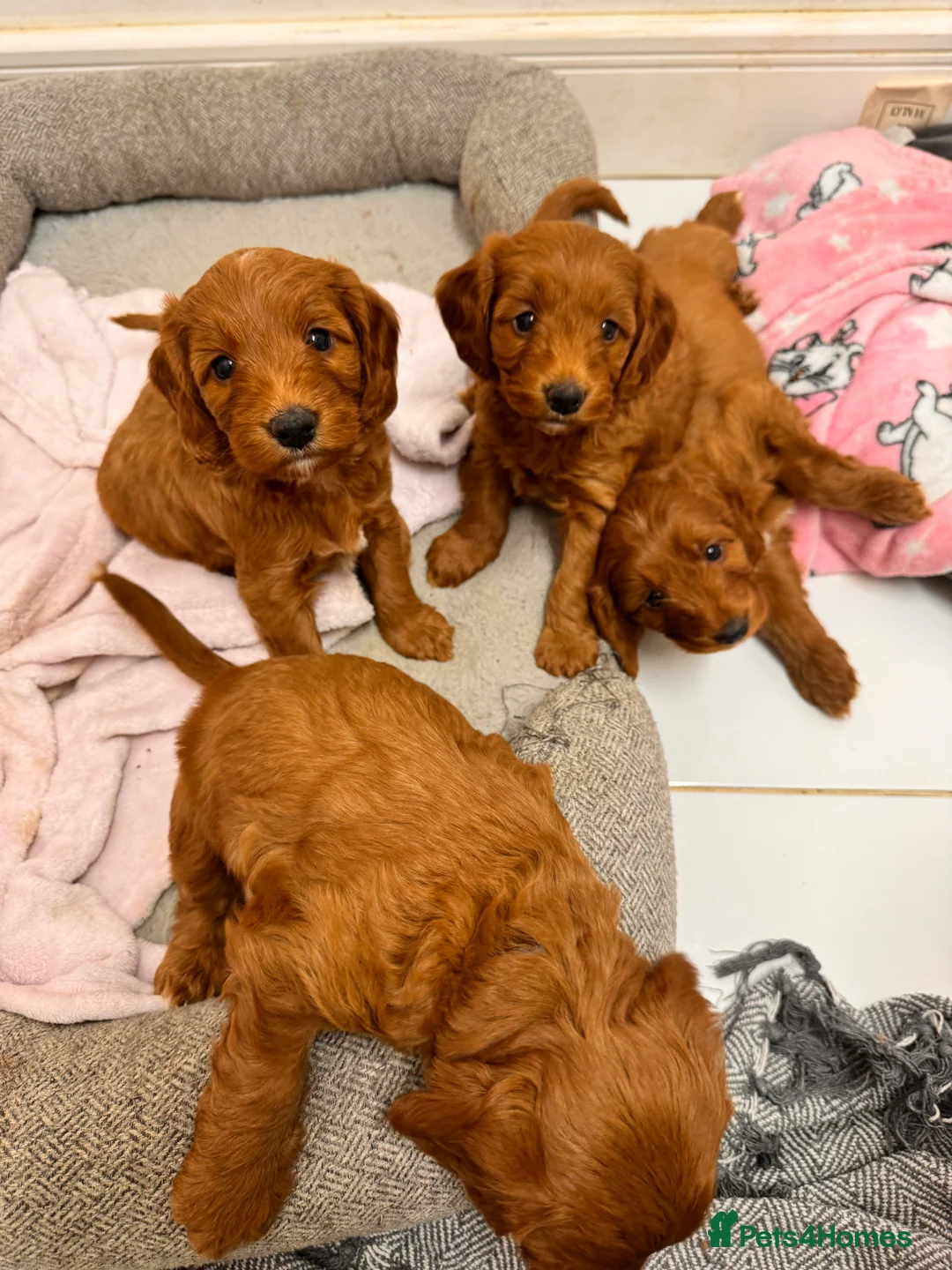 Cockapoo dogs for sale: 2GIRLS LEFT! Red Cockerpoo Litter Health Checked - Advert 1