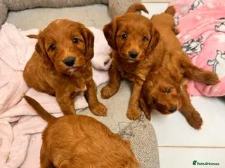 Cockapoo dogs 2GIRLS LEFT! Red Cockerpoo Litter Health Checked - Advert 14