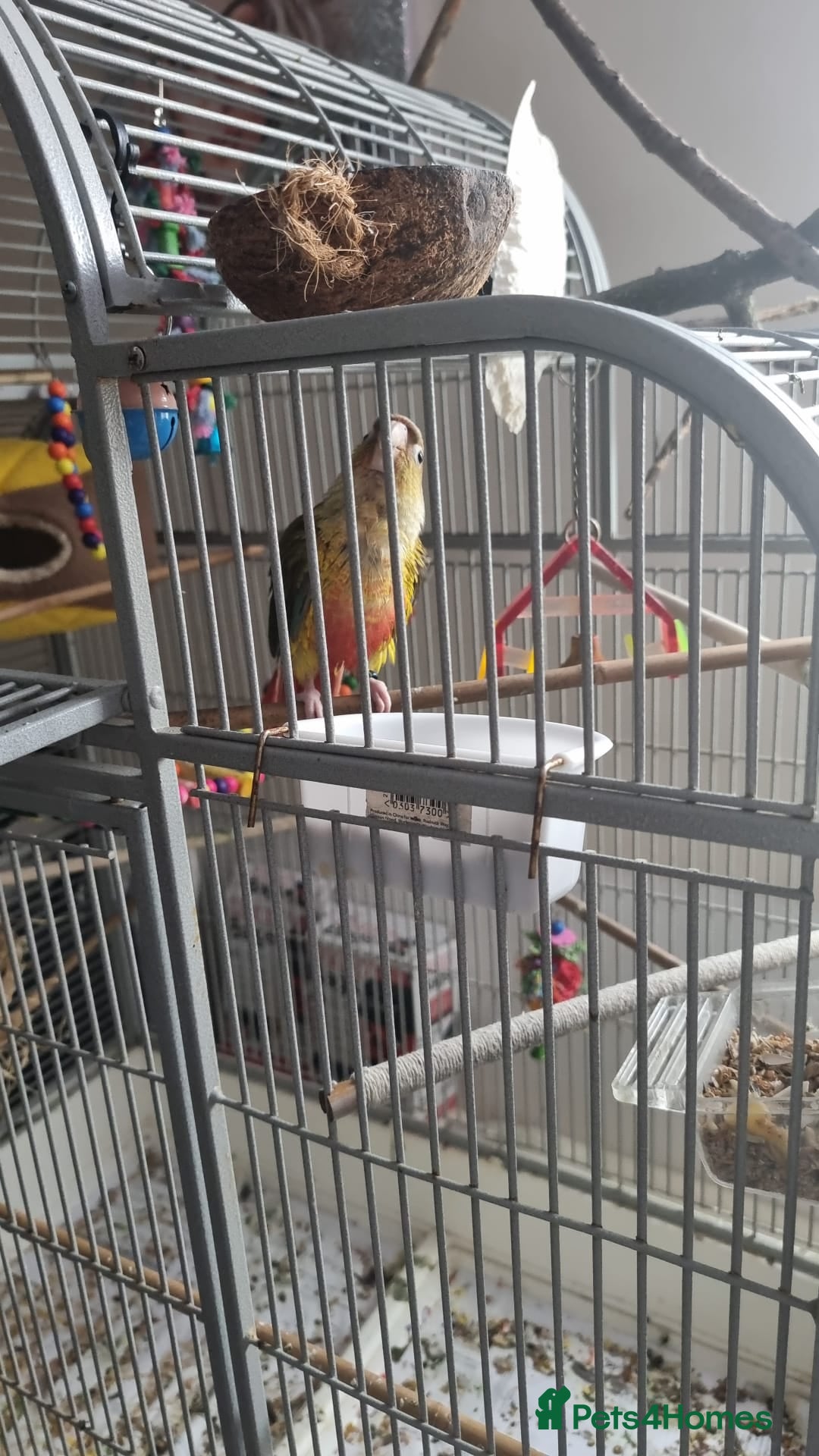 Conures birds for sale: 2 pineapple conures  - Advert 6
