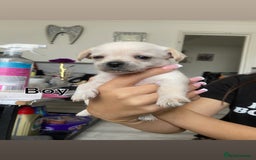 Mixed Breed dogs for sale: Puppies for sale - Image 3