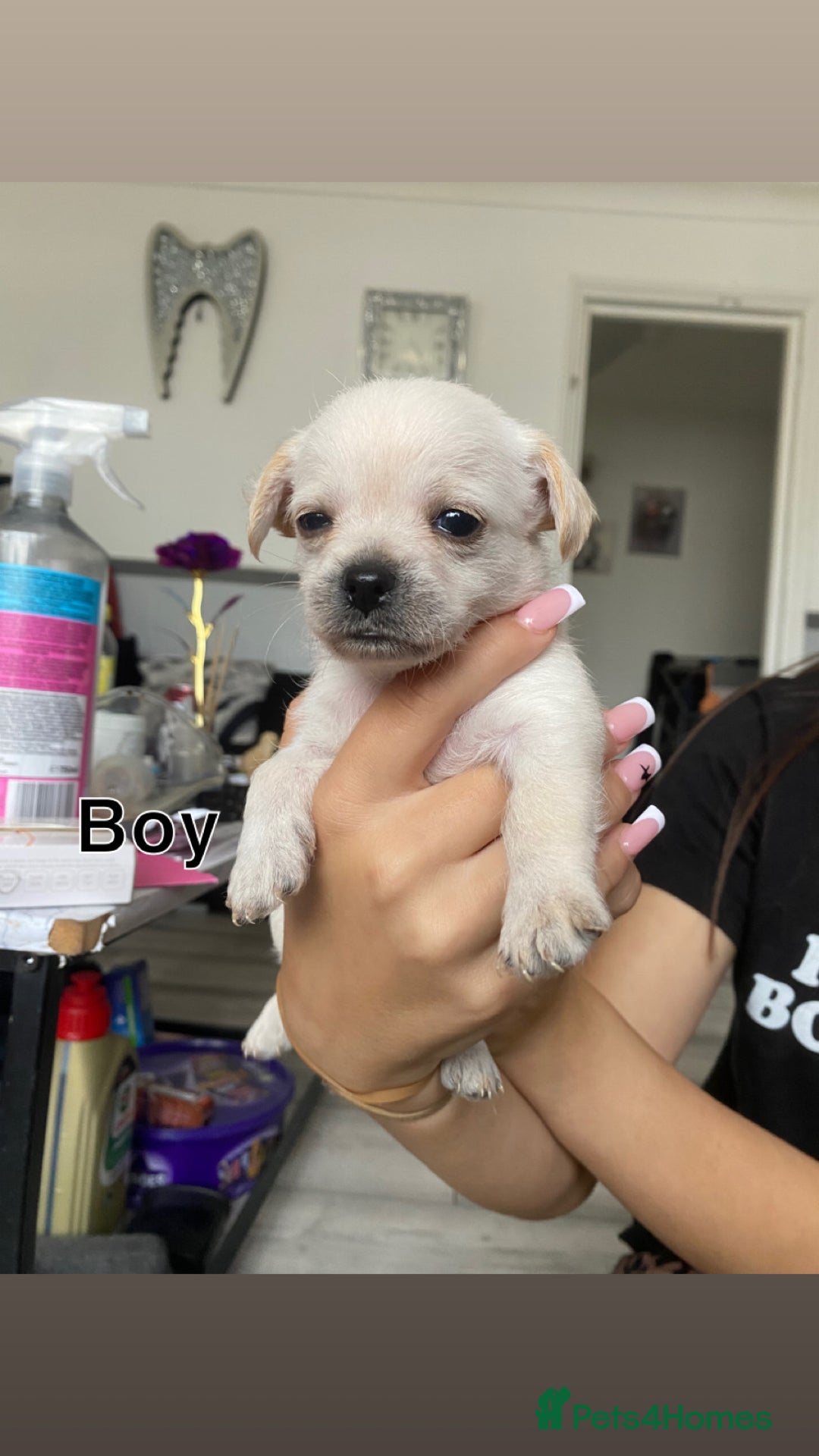Mixed Breed dogs for sale: Puppies for sale - Image 3