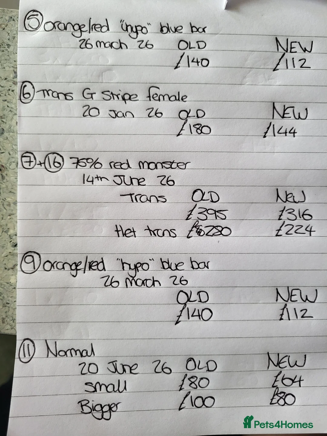 Bearded Dragon reptiles for sale: Bearded dragon SALE!!! - Advert 2