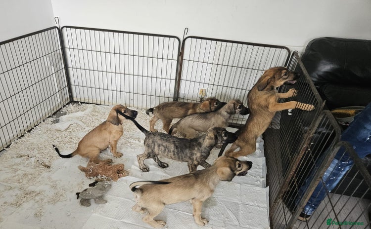 Mixed Breed dogs - Advert 1