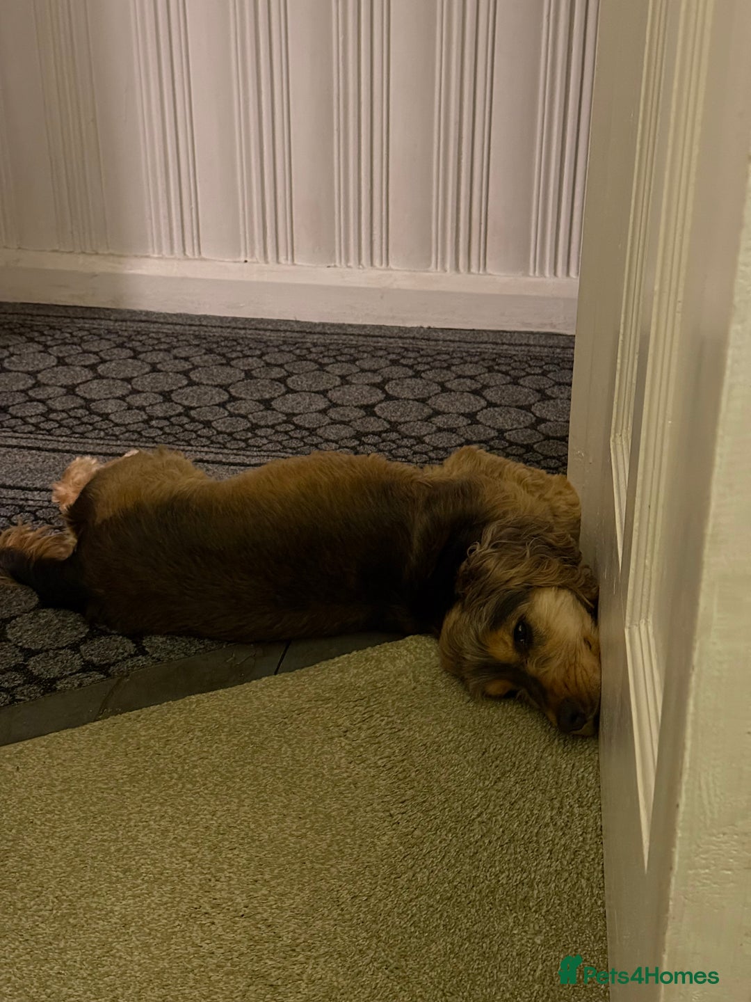 Cocker Spaniel dogs for sale: 3 year old cocker (Fern) - Advert 4