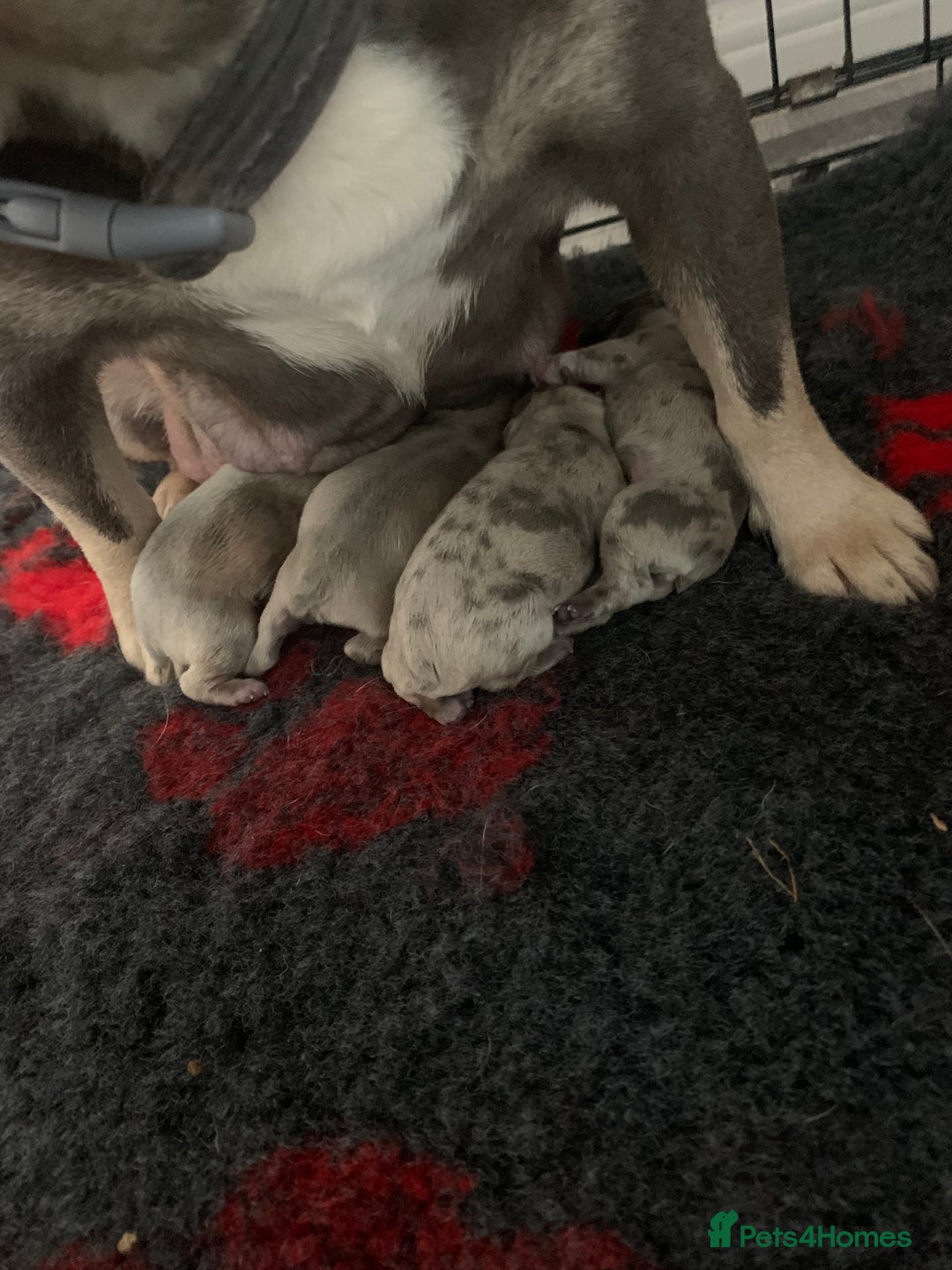 French Bulldog dogs for sale: French bulldogs  - Advert 15