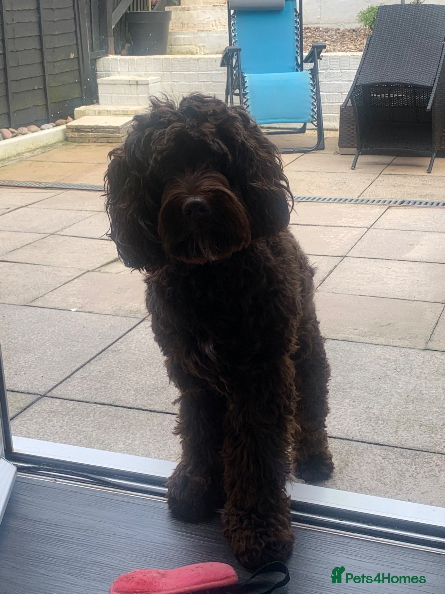 Cockapoo dogs Cockapoo 1 years old  RESERVED - Advert 8