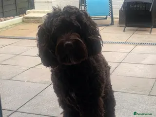 Cockapoo dogs Cockapoo 1 years old RESERVED - Advert 8