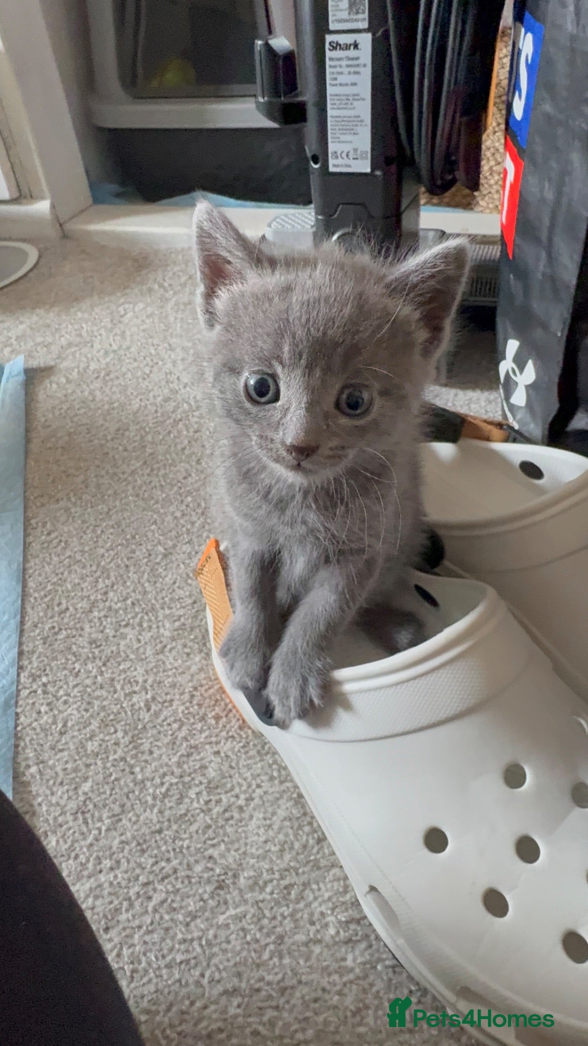 Domestic Shorthair cats Male Grey Kitten for Sale  - Advert 2