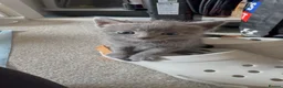 Domestic Shorthair cats for sale: Male Grey Kitten for Sale  - Advert 1