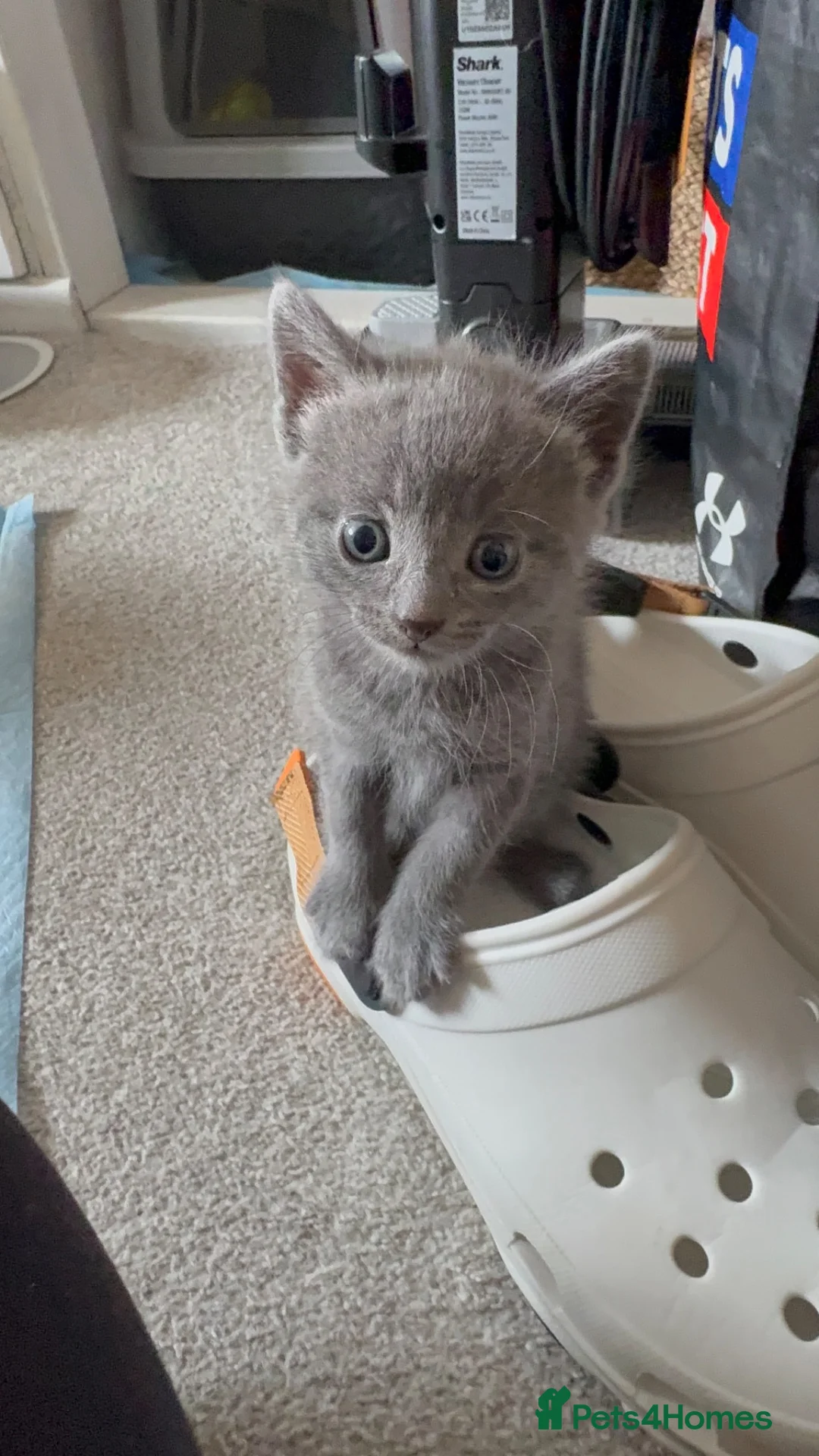 Domestic Shorthair cats for sale: Male Grey Kitten for Sale  - Advert 1