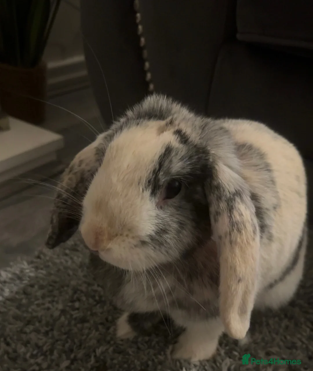 Harlequin rabbits for sale: Rabbit looking for home in Preston - Advert 2