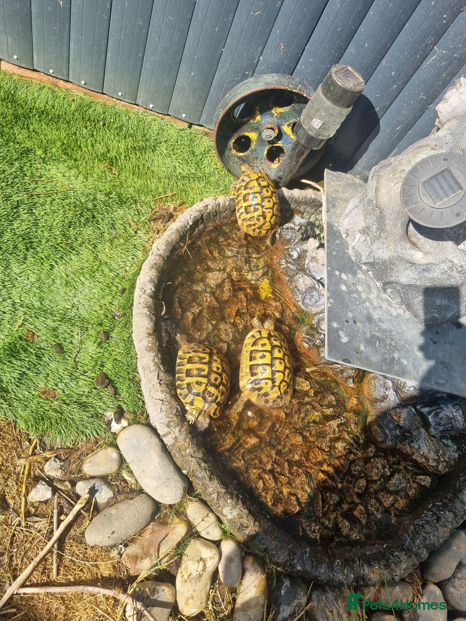 Tortoise reptiles Hermann tortoise - Advert 1