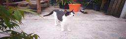 Mixed Breed cats for sale: Tuxedo black and white kittens - Advert 33