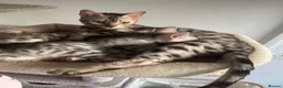 Bengal cats for sale: Beautiful female silver bengal - Advert 2
