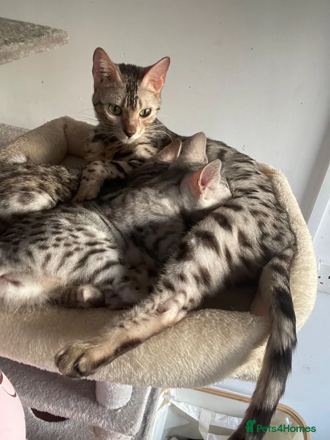 Bengal cats for sale: Beautiful female silver bengal - Advert 2