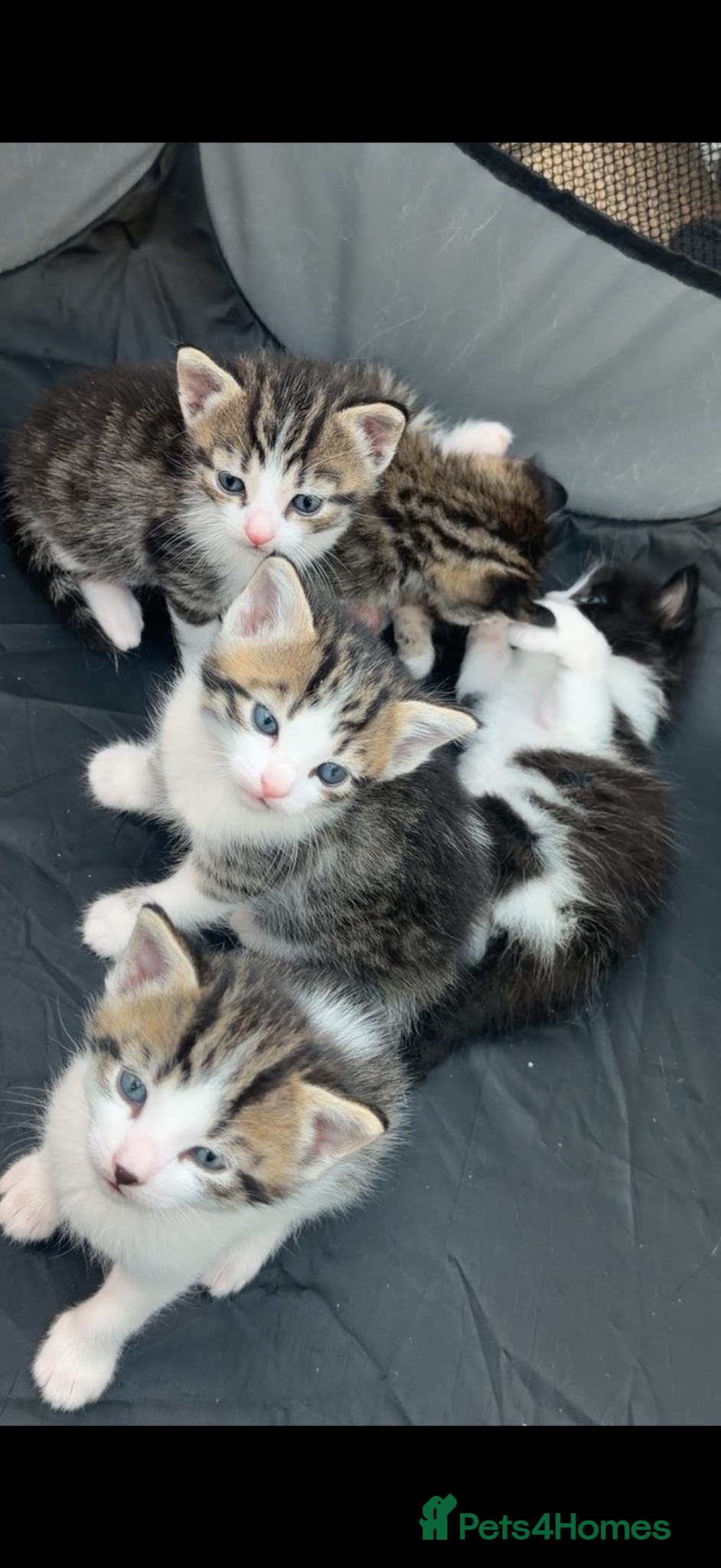 Mixed Breed cats 5 beautiful mixed breed kittens  - Advert 17