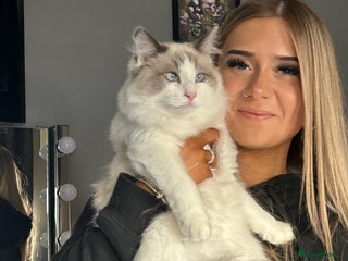 Ragdoll cats Ragdoll male cat - Advert 1