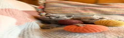 British Shorthair cats for sale: British Shorthair Girls - Advert 9