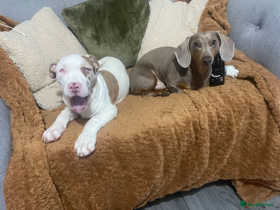 American Bulldog dogs for sale: Narla  - Advert 2