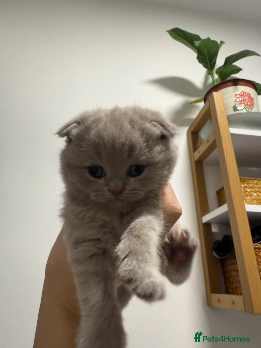 Scottish Fold cats for sale: Fawn Scottish Fold Girl Kitten  - Advert 4