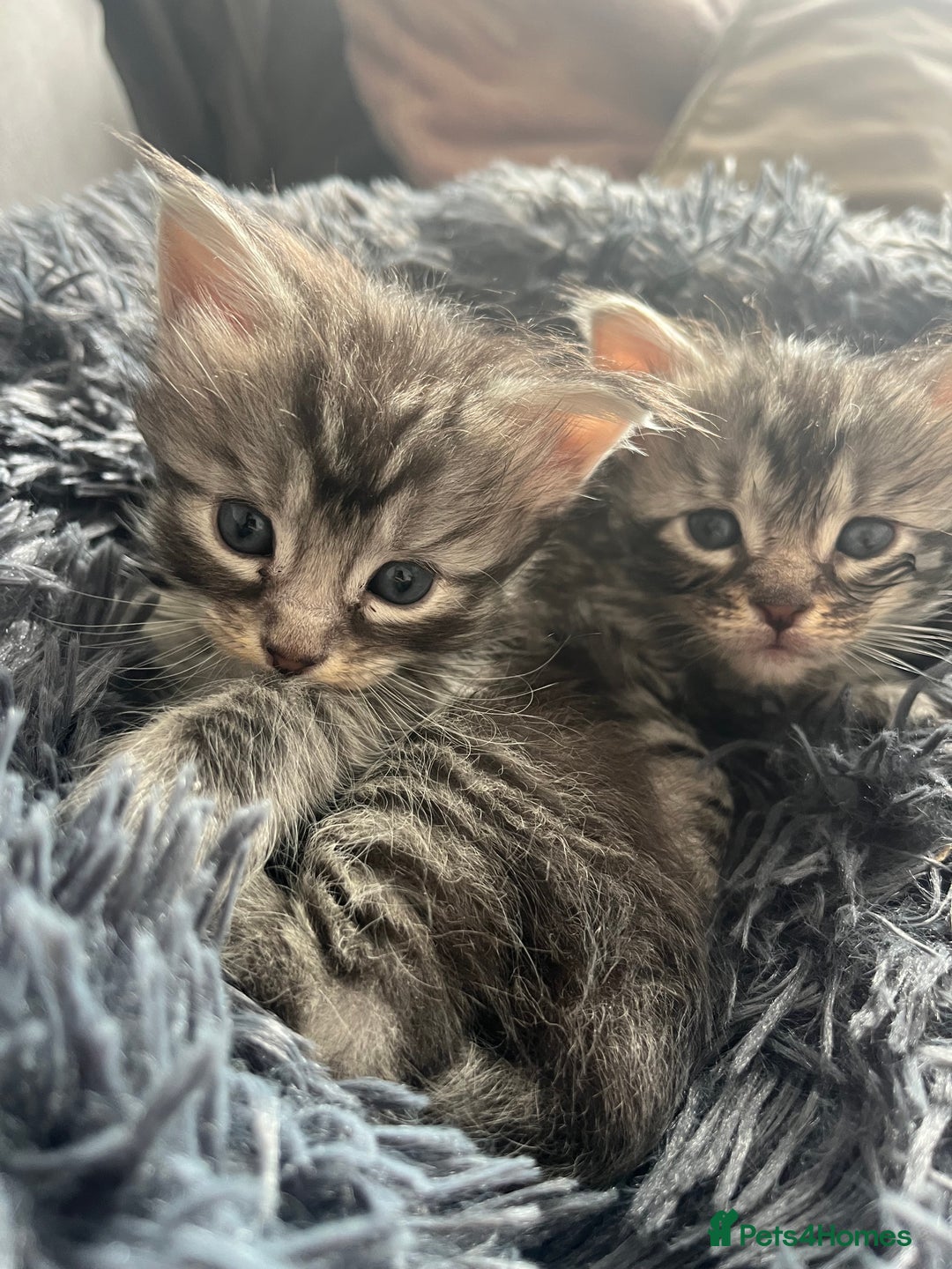 Maine Coon cats for sale: Maine coone kittens  - Image 13