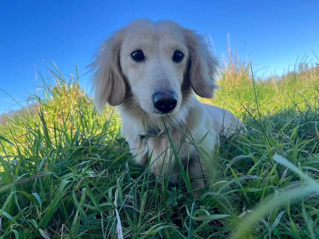 Dachshund dogs for sale: dachshund puppy’s  in Stowmarket - Advert 2