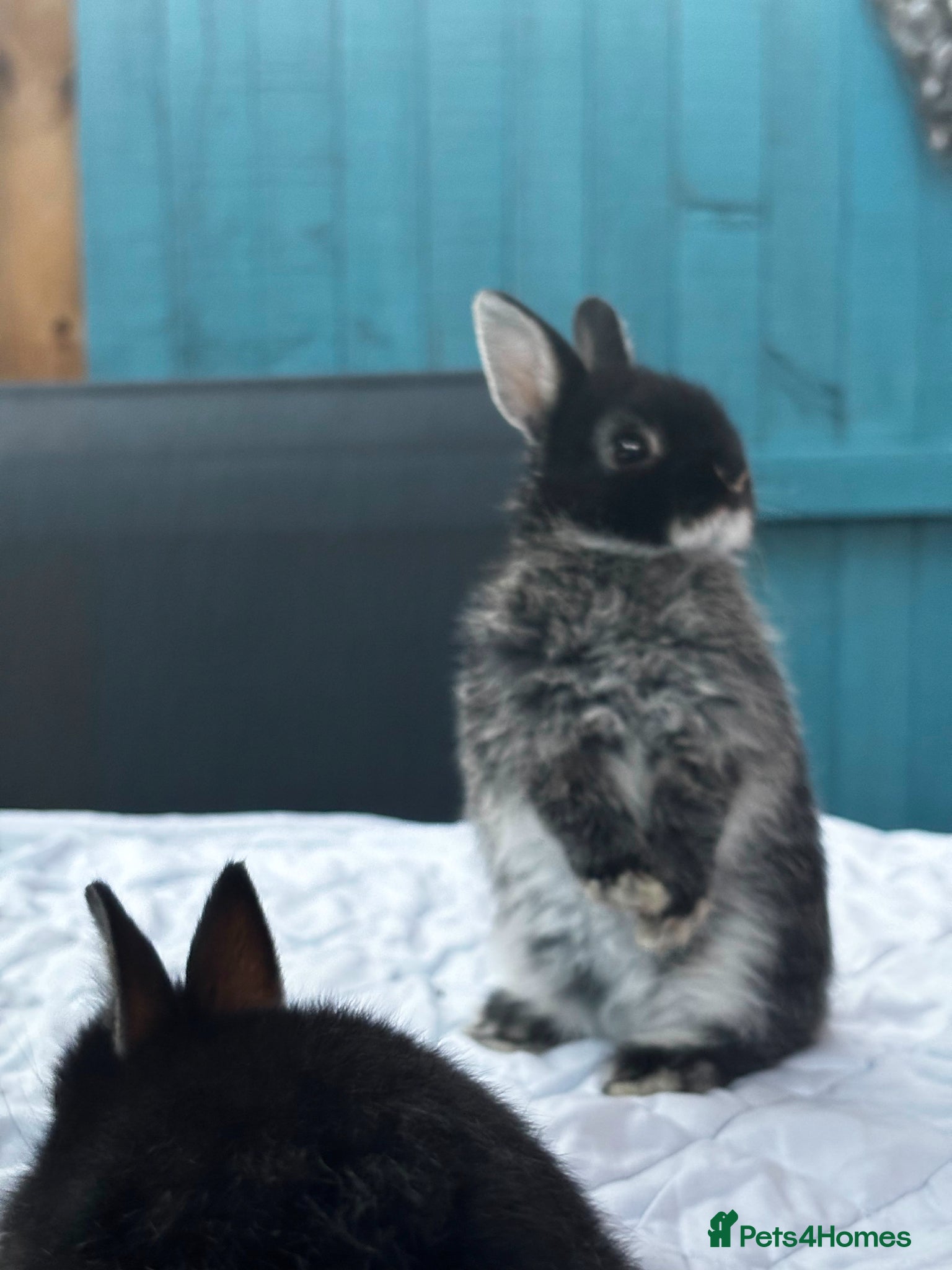 Netherland Dwarf rabbits Baby rabbits  - Advert 1