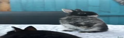 Netherland Dwarf rabbits for sale: Baby rabbits  - Advert 1