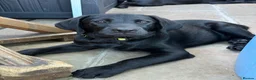 Labrador Retriever dogs for sale: Labrador puppies  - Advert 20