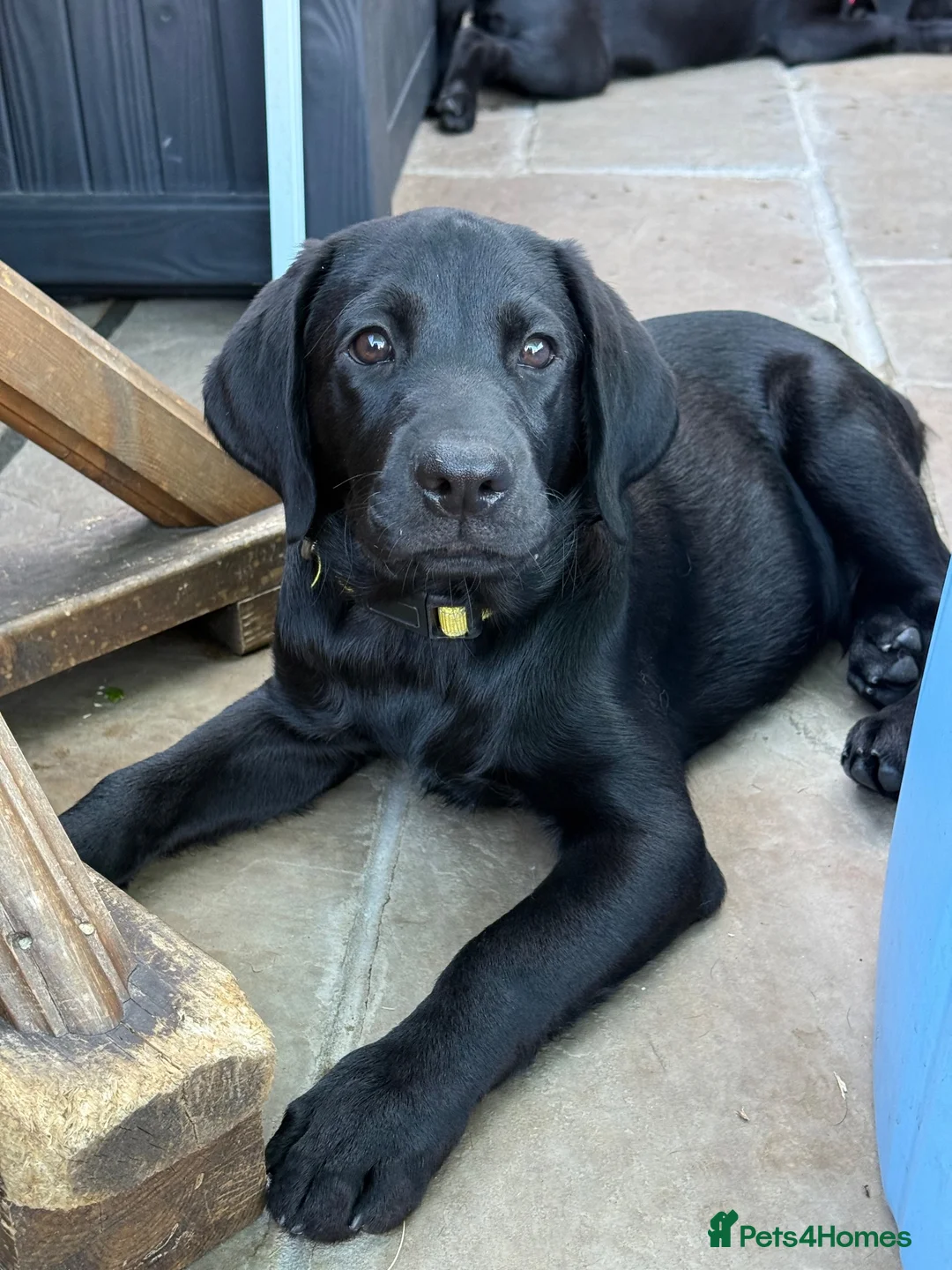 Labrador Retriever dogs for sale: Labrador puppies  - Advert 20