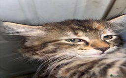 Maine Coon cats for sale: Beautiful main coons kitten for sale  - Image 5
