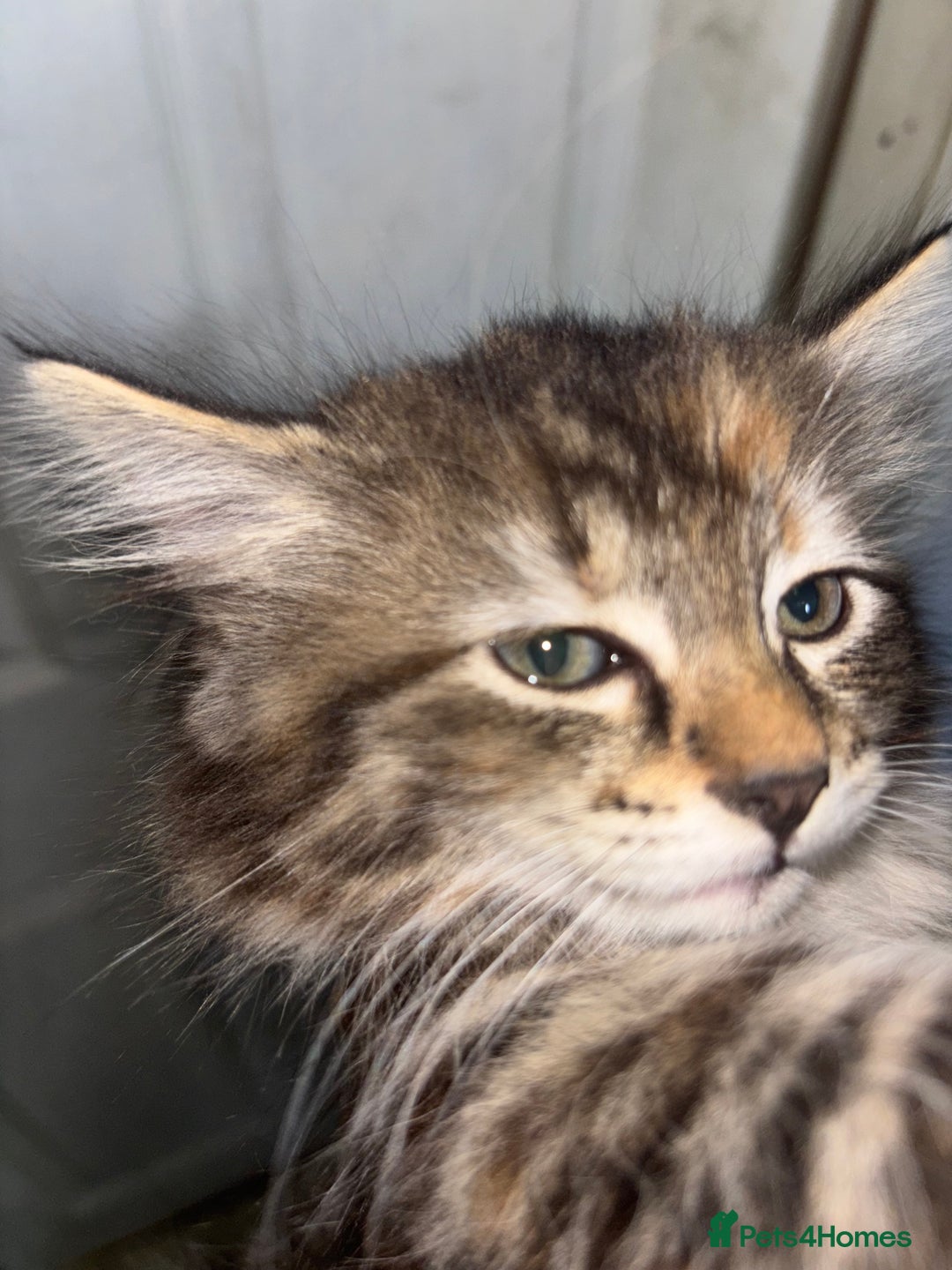 Maine Coon cats for sale: Beautiful main coons kitten for sale  - Image 5