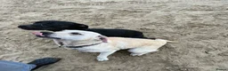 Mixed Breed dogs for sale: Female black labrador cross on - Advert 2