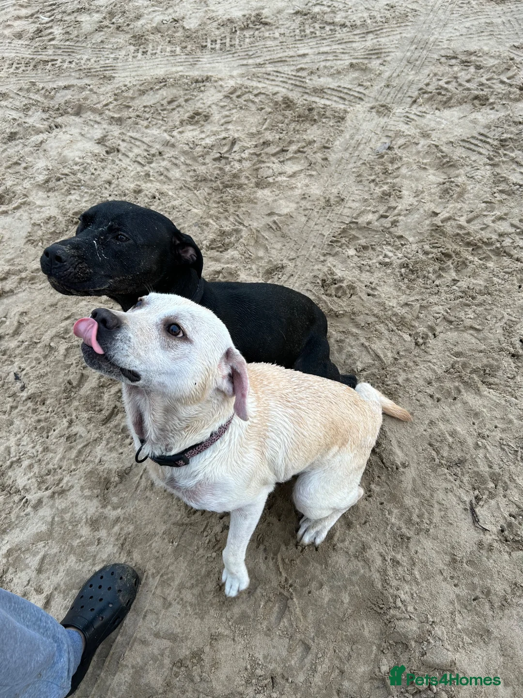 Mixed Breed dogs for sale: Female black labrador cross on - Advert 2